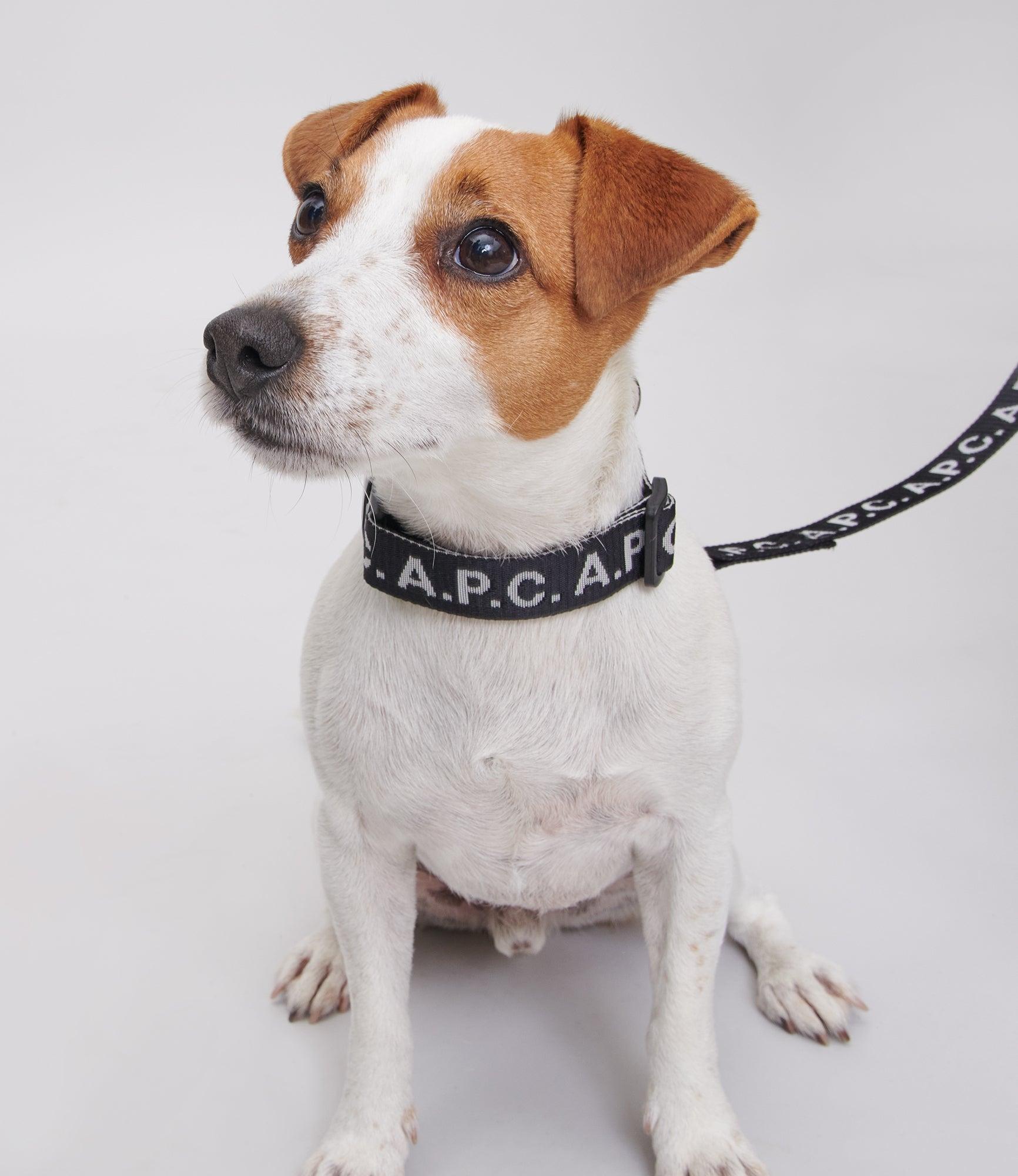 Toutou Logo collar Male Product Image