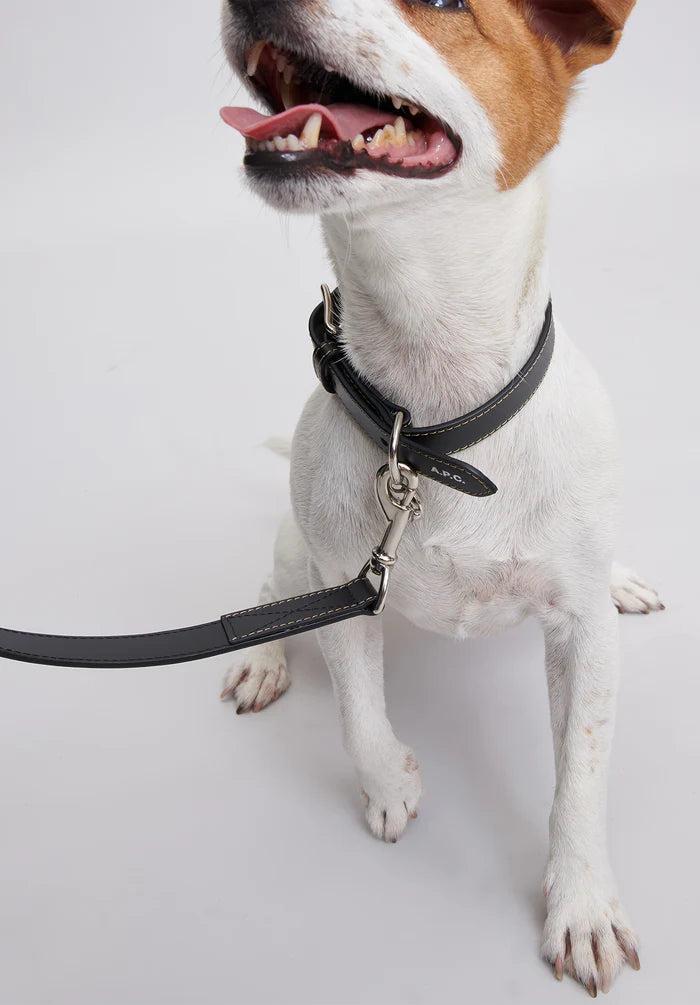 Toutou leather collar Male Product Image