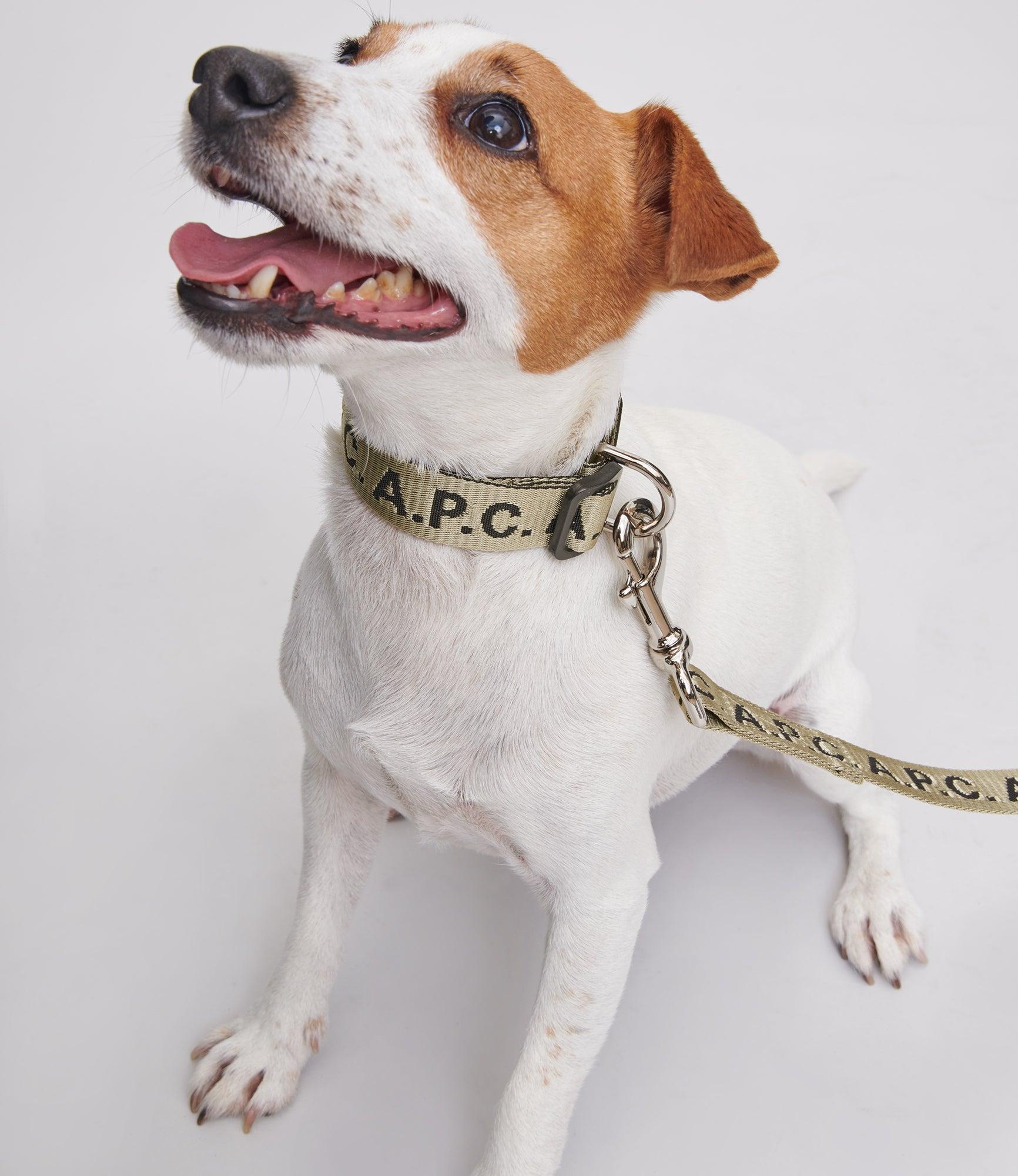 Toutou Logo collar Male Product Image