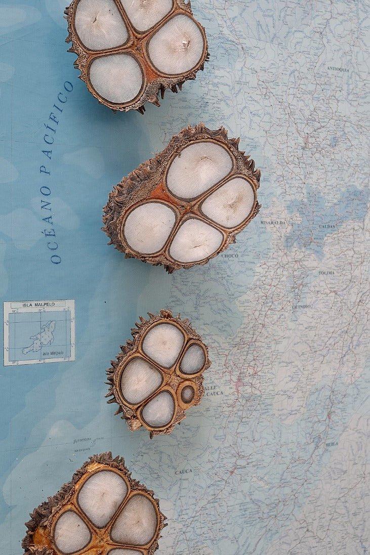 The Tagua Statement Necklace Product Image