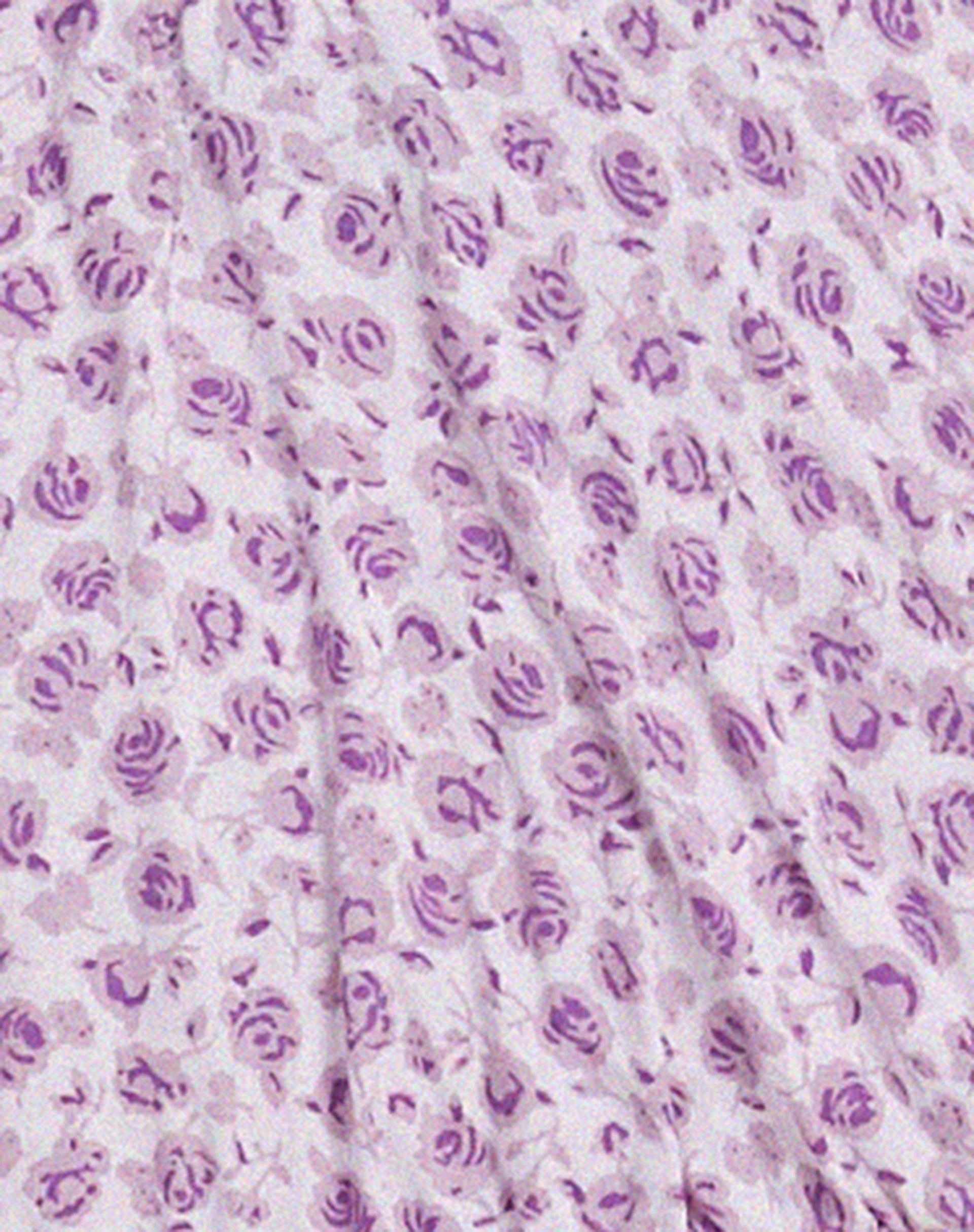 Jiena Crop Top in Ditsy Rose Lilac Product Image