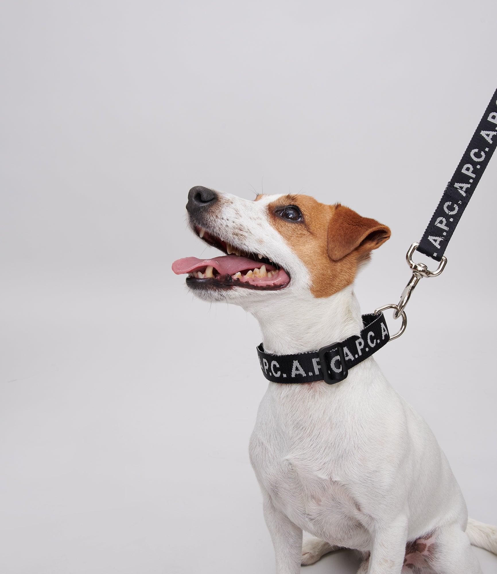 Toutou Logo collar Male Product Image