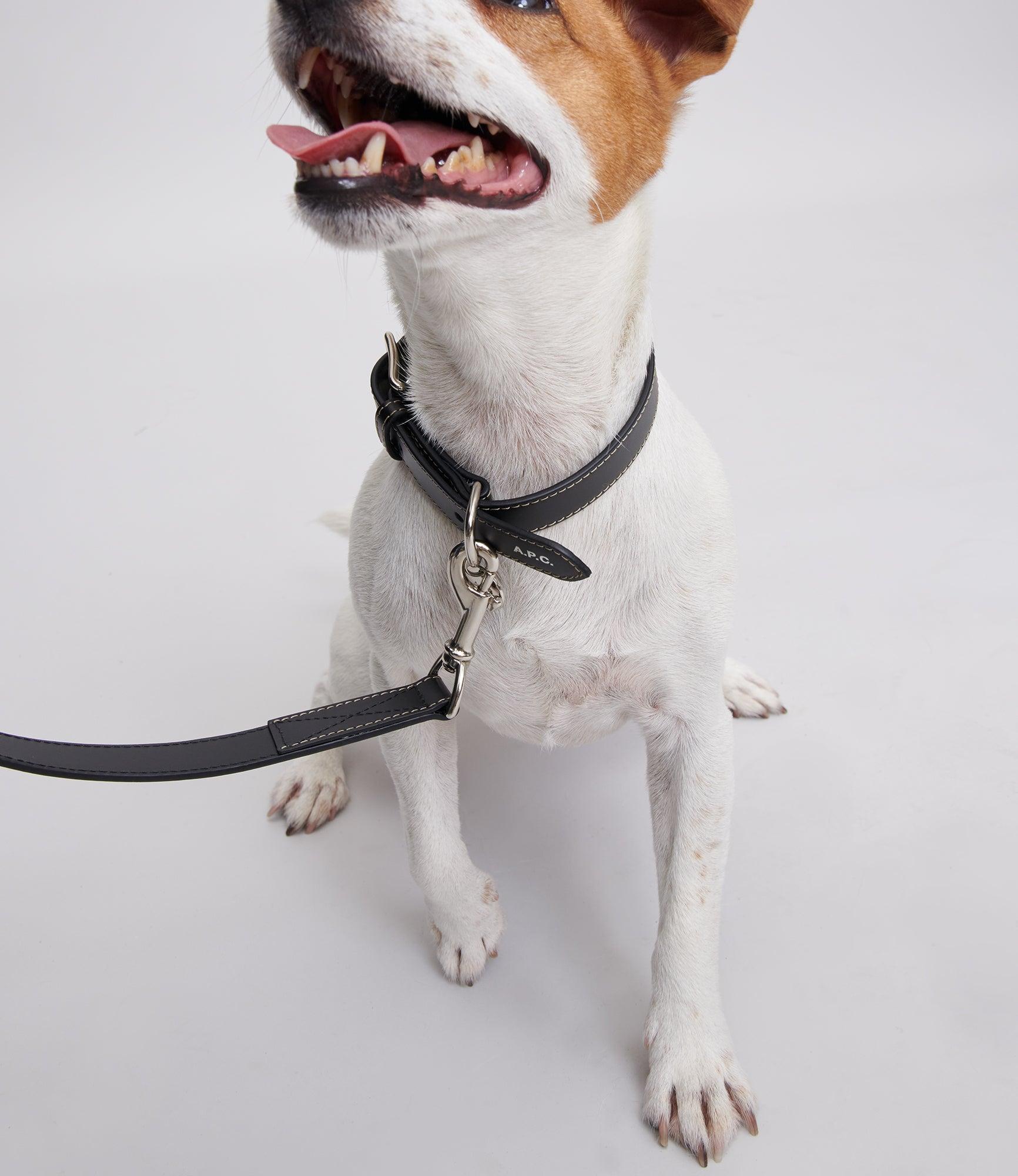 Toutou leather collar Male Product Image