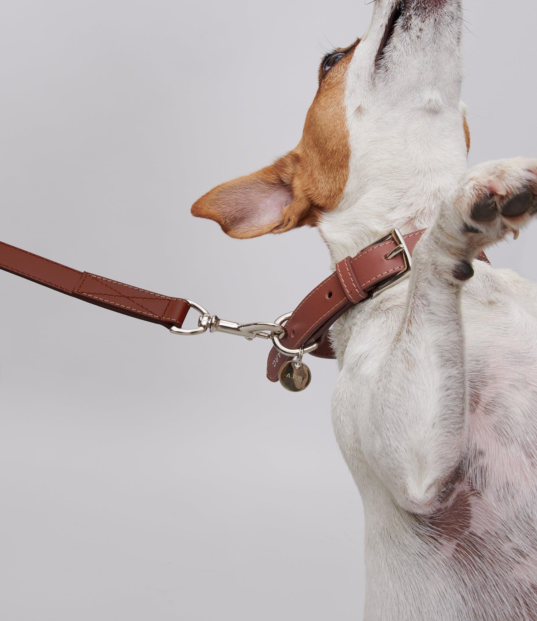 Toutou leather collar Male Product Image