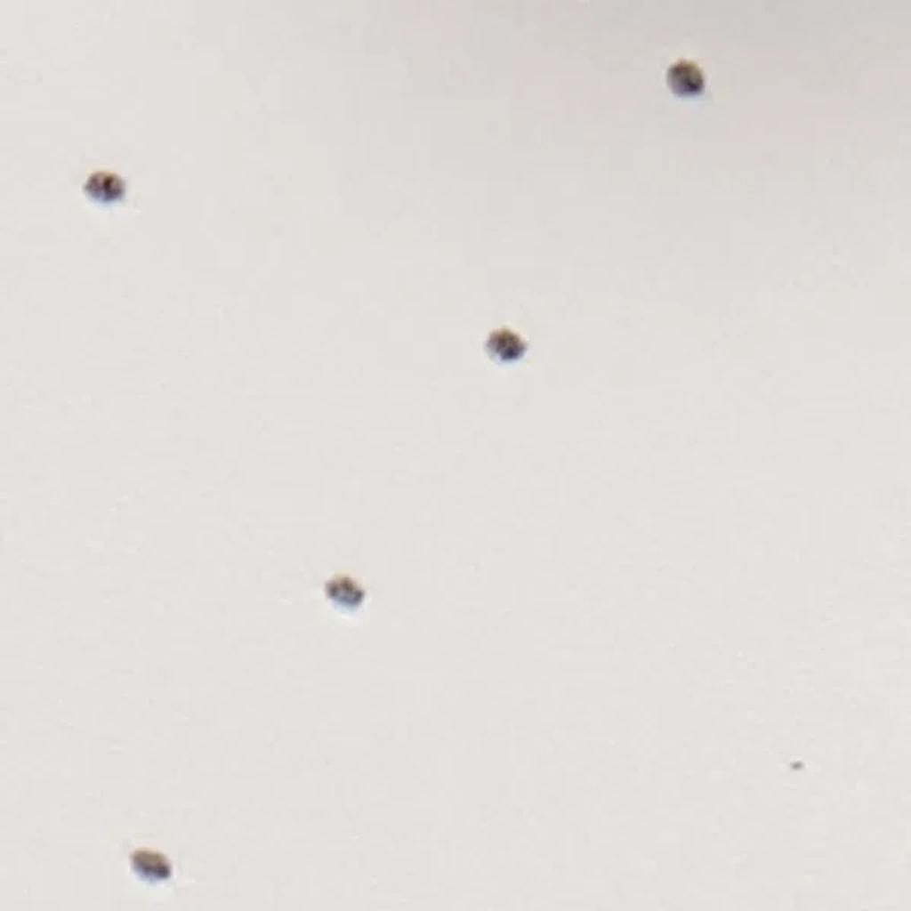 ISABEL MARANT Beth Suede-trimmed Leather Sneakers In White Product Image